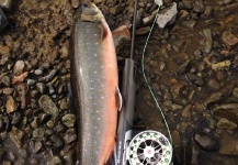 Sea-run Arctic Char, Iceland 2014