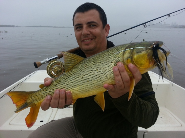 Golden Dorado pescado con caña #8 y shooting extra fast. Sobre el Rio Parana, Mosca Andino Multitubo lastrada.
