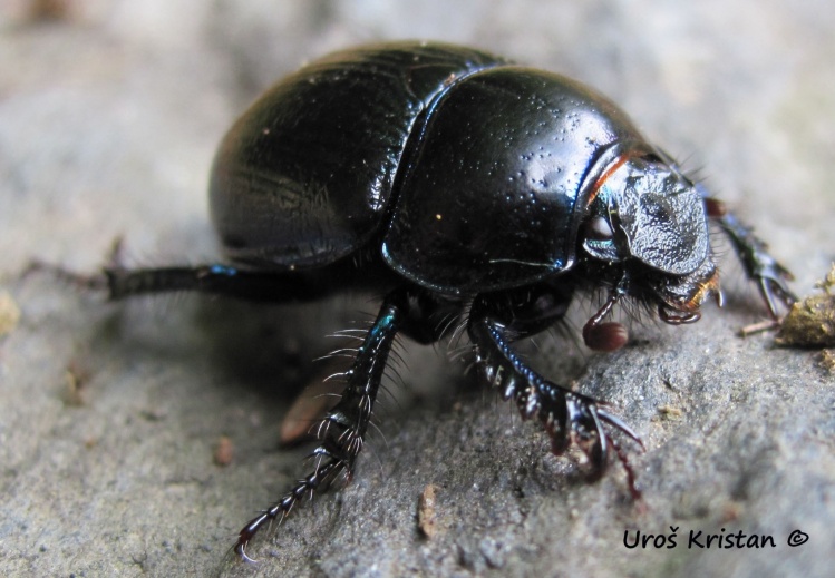 Forest dung beetle (Geotrupes stercorosus)
