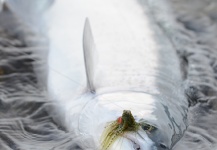  Captura de Pesca con Mosca de Trucha arcoiris por Hernan Pereyra – Fly dreamers