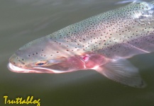  Fotografía de Pesca con Mosca de Trucha arcoiris por Andrew Fowler – Fly dreamers 