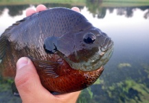 Fly-fishing Pic of Bluegill shared by Ben Stahlschmidt – Fly dreamers 