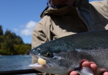 Hernan Pereyra 's Fly-fishing Catch of a Rainbow trout – Fly dreamers 