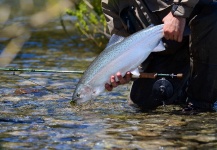 Hernan Pereyra 's Fly-fishing Photo of a Rainbow trout – Fly dreamers 