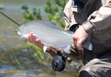 Hernan Pereyra 's Fly-fishing Photo of a Rainbow trout – Fly dreamers 