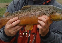 Jorge Daniel Schembari 's Fly-fishing Photo of a Brown trout – Fly dreamers 