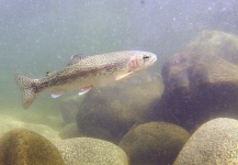  Foto de Pesca con Mosca de Trucha arcoiris compartida por Russ R – Fly dreamers