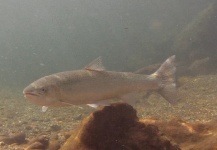  Fotografía de Pesca con Mosca de Steelhead por Russ R – Fly dreamers 