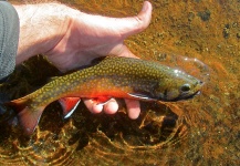 Brecon Powell 's Fly-fishing Pic of a Brook trout – Fly dreamers 