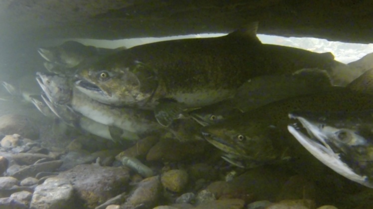 Woody debris provides cover for Pink and Chinook Salmon. This log sheltered at least twenty adult salmon and hundreds of Coho smolts. 
Video: <a href="https://vimeo.com/83405013">https://vimeo.com/83405013</a>