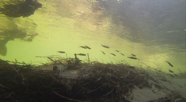 Coho Salmon smolts schooling in the shadows.