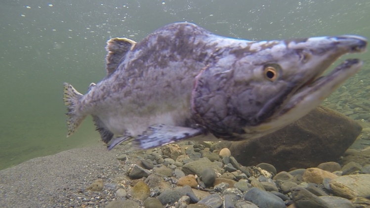 Zombie fish!  Video: <a href="https://vimeo.com/83405013">https://vimeo.com/83405013</a>