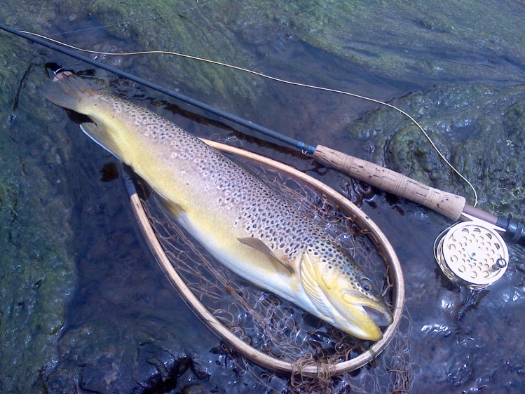 West Branch Delaware River Wild Browntrout