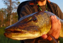 Kuba Hübner 's Fly-fishing Photo of a Pike – Fly dreamers 