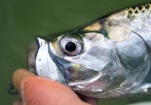 Martin Carranza 's Fly-fishing Pic of a Tarpon – Fly dreamers 