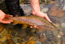 Fly-fishing Pic of Salmo fario shared by Chucao Fishing Lodges – Fly dreamers 