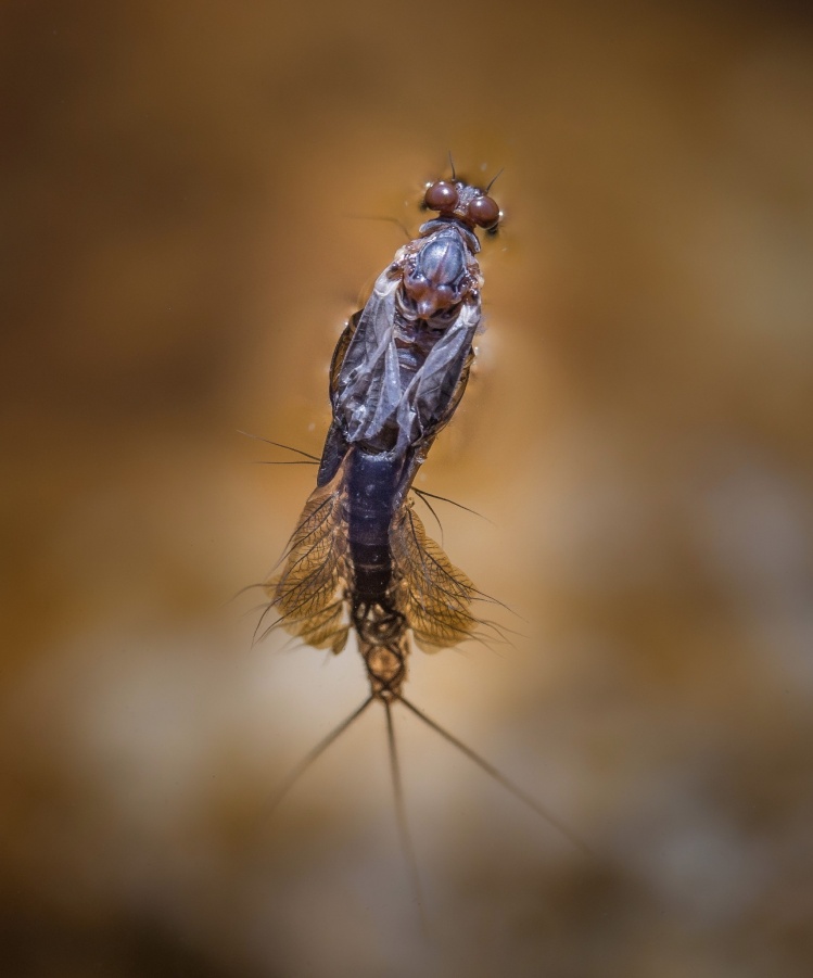 Hatching Lepto Nymph