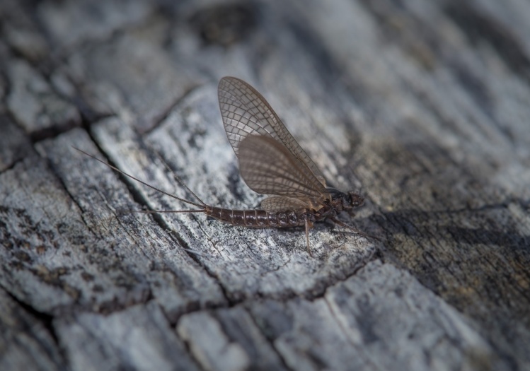 Lepto mayfly