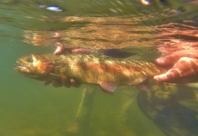 Jason Michalenko 's Fly-fishing Picture of a Rainbow trout – Fly dreamers 