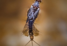 Matt Hayes 's Fly-fishing Entomology Image – Fly dreamers 
