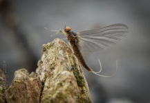  Mosca compartida por Peter Broomhall – Fly dreamers