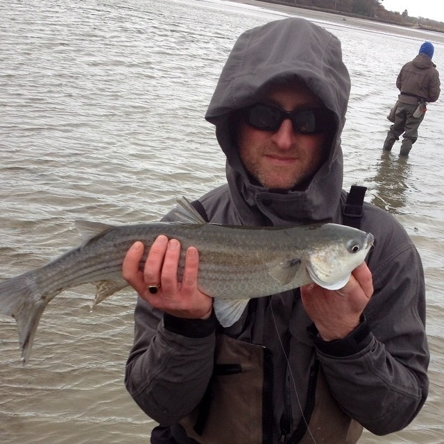 Thick Lipped Mullet