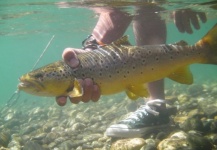 Fly-fishing Photo of Brown trout shared by Santiago Miraglia – Fly dreamers 