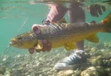 Santiago Miraglia 's Fly-fishing Pic of a Brown trout – Fly dreamers 