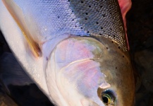 The Upper Dean River and the best looking Steelhead on the Planet