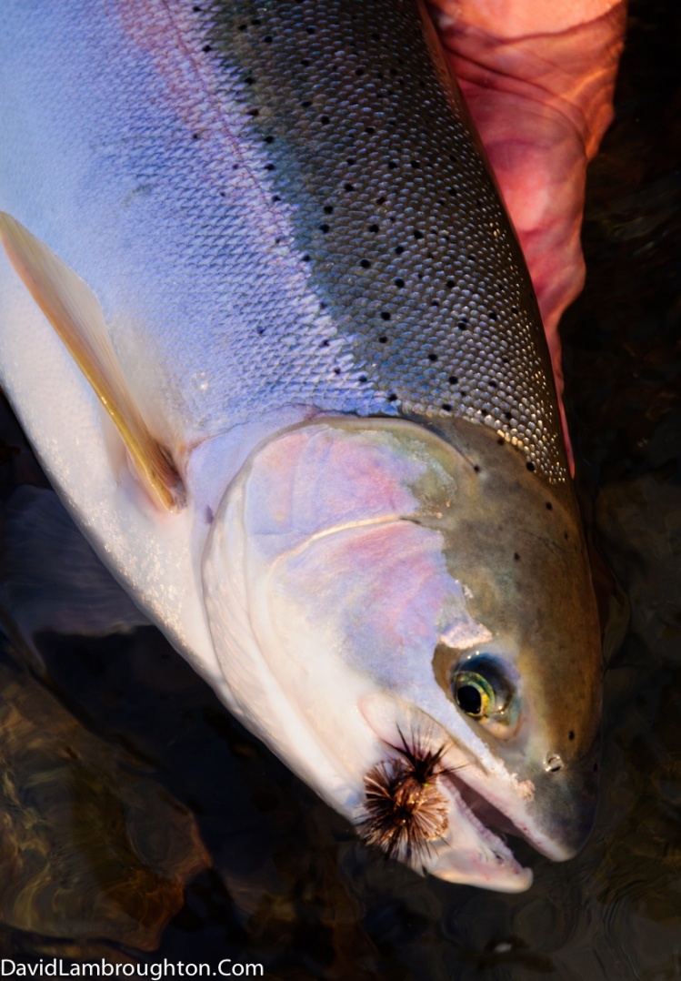 The Upper Dean River and the best looking Steelhead on the Planet