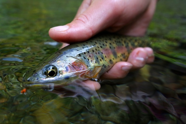 Not huge in size but nearly unbeatable in coloration and beauty.  This little cutthroat moved more than 10 feet for the fly as it skated across the end of the run.