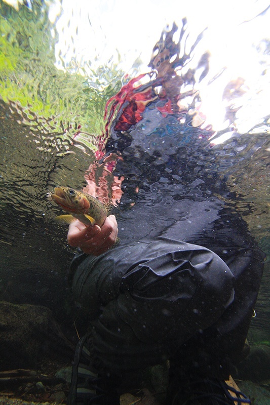 Abbie releasing a native Westslope cutthroat from a small stream in the Cascade Mountains outside Seattle.