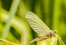 Brant Fageraas 's Nice Fly-fishing Entomology Pic – Fly dreamers 