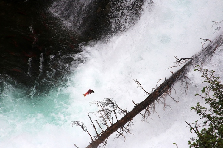 Journey ends here as sockeye tirelessly attempt to make it up Copper River falls.