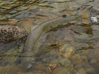 Foto de pesca con mosca