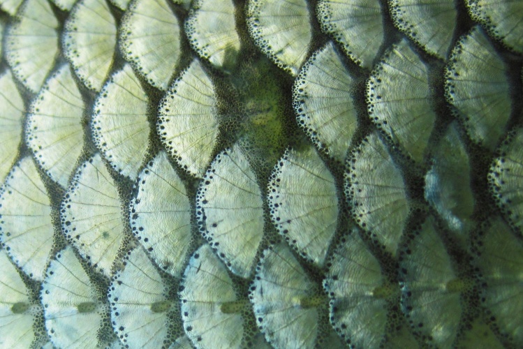 Chub from Ljubljanica river (super close up)