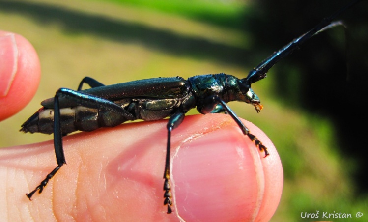 Musk beetle (Aromia moschata)