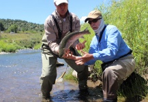 Robert Gibbes 's Fly-fishing Photo of a Rainbow trout – Fly dreamers 