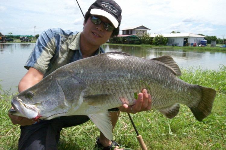 Barramundi in Pilot111