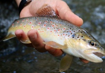  Foto de Pesca con Mosca de Trucha marrón compartida por Massimo Feliziani – Fly dreamers