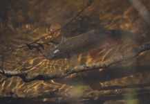 Donatas Ciuta 's Fly-fishing Photo of a Chub – Fly dreamers 