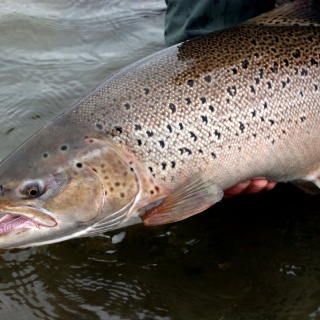 Sea Trout in the Rio Grande - Maria Behety Lodge