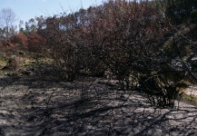 ALERTA CORDOBA - TEMPORADA DE INCENDIOS