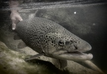  Foto de Pesca con Mosca de Trucha marrón compartida por Brett Macalady – Fly dreamers