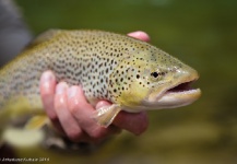 Arek Kubale 's Fly-fishing Picture of a Brown trout – Fly dreamers 