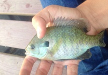 DJ Golden 's Fly-fishing Catch of a Sunfish – Fly dreamers 
