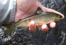 Fly-fishing Pic of Atlantic salmon shared by Walter Engelke – Fly dreamers 