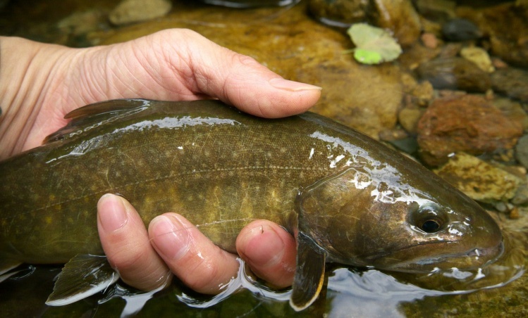 Japanese char(Salvelinus leucomaenis)