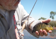 Fly-fishing Image of Chameleon Cichlid shared by Roberto Garcia – Fly dreamers