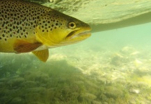 Matthew Campanella 's Fly-fishing Photo of a Brown trout – Fly dreamers 